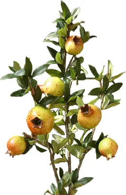 Immagine prodotto di Melograno artificiale, frutto decorativo di 80 cm, fiore artificiale per casa e hotel, verde