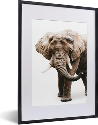 Produktbild von MuchoWow® MuchoWow® Gerahmtes Poster Elefant - Weiß - Tiere 30x40 cm - Poster mit zchwarzem Bilderrahmen - Wandposter Schlafzimmer