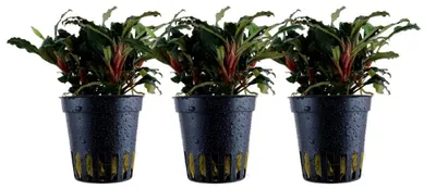 Produktbild von Aquarium Pflanze 3 Stück Bucephalandra sp. Red Wasserpflanze AquaOne Nr.339A Set