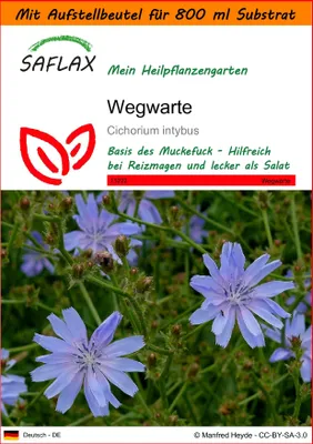 Produktbild von SAFLAX - Garden in the Bag - Heilpflanzen - Wegwarte - 250 Samen - Mit Anzuchtsubstrat im praktischen, selbst aufstellenden Beutel - Cichorium intybus