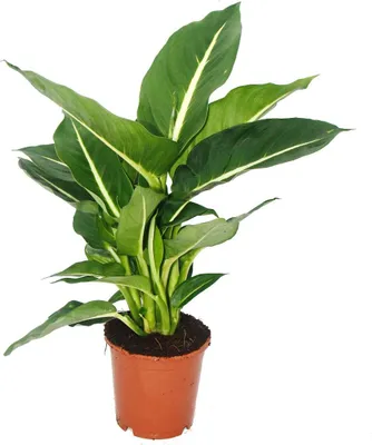 Obrázok produktu pre Exotické srdce - Dieffenbachia "Magic Green" - 1 rastlina - izbová rastlina nenáročná na údržbu - čistenie vzduchu - črepník 12 cm