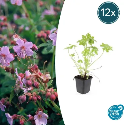 Produktbild von Geranium macrorrhizum | 12 Stücke - 10-25cm - Ø9cm - Gartenpflanze