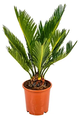 Produktbild von Cycas Revoluta - Palmfarn - Sagopalme - Pflegeleicht - Höhe 30-40 cm - Topf 12 cm