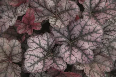 Produktbild von Heuchera "Little Prince" - Purpurglöckchen "Little Prince" im Topf 12 cm  - 12cm