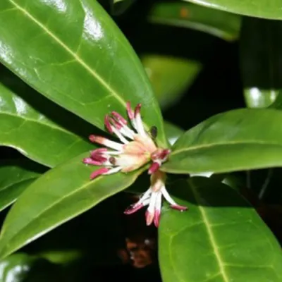 Image de 2 x  Sarcococca hookeriana « Humilis »  | 20-25 cm en conteneur
