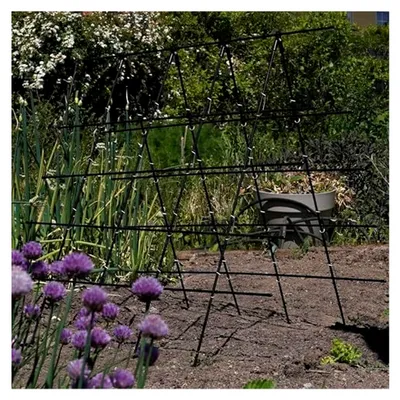 Produktbild von Rankhilfe für Gurken, Himbeeren und Bohnen, 1 x 1 m