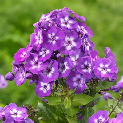 Obrázok produktu pre 6 x Vysoká plamienka - Phlox paniculata 'Laura' | Kvetináč 9 cm x 9 cm