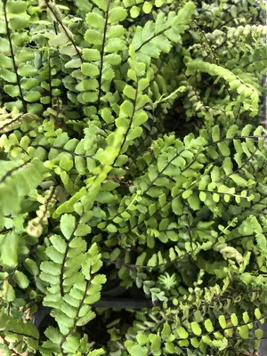 Produktbild von 6 x Asplenium trichomanes - Streifenfarn  - Topf 9 x 9 cm