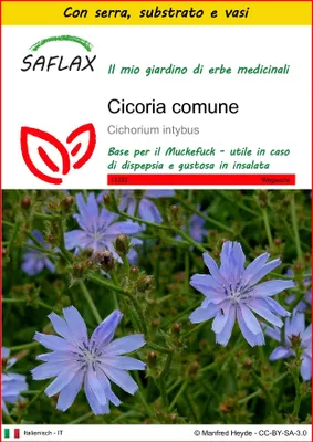 Immagine prodotto di SAFLAX Insieme di coltivazione - Cicoria comune - 250 semi - Cichorium