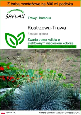 Zdjęcie produktu dla SAFLAX - Garden in the bag - Kostrzewa-Trawa - 50 Nasiona - Z podłożem uprawowym w praktycznej, samorozkładającej się torbie - Festuca glauca