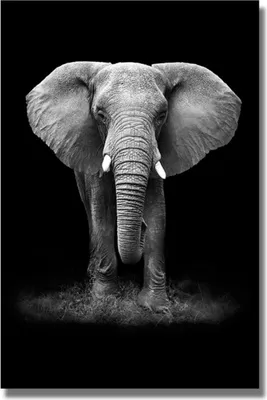 Produktbild von TPFLiving Kunstdruck LW-721 (OHNE RAHMEN) Poster - Leinwand - Wandbild - Hochauflösender Giclée-Druck, langlebig und hochwertig - Majestätischer, großer grauer Elefant vor schwarzem Hintergrund - Größe: 90x130cm