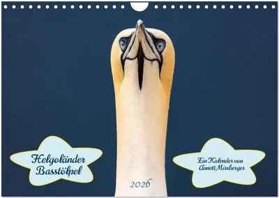 Produktbild von Helgoländer Basstölpel 2026 (Wandkalender 2026 DIN A4 quer), CALVENDO Monatskalender