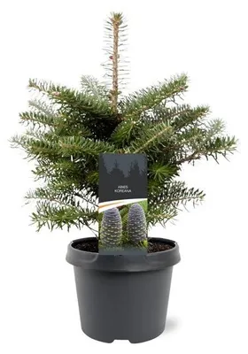 Productafbeelding van JUNAVERA Abies koreana Koreaanse zilverspar | 35 cm hoog | In 19 cm pot | Wintergroene conifeer voor tuin en terras