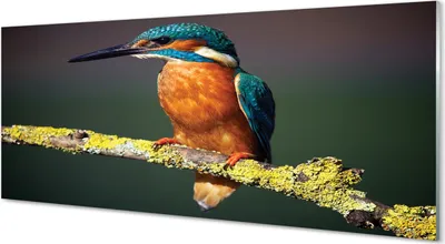 Produktbild von Glasbilder 125x50 Wandkunst Bunter Vogel auf einem Ast
