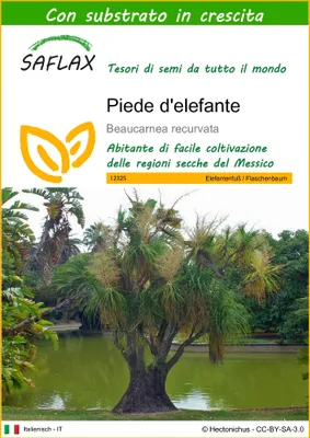 Immagine prodotto di SAFLAX  - Piede d'elefante - 10 semi - Con substrato - Beaucarnea