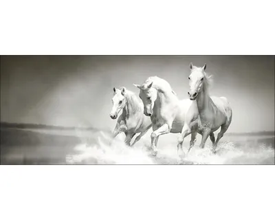 Produktbild von Glasbild White Horses 80x30 cm