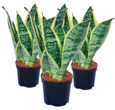 Produktbild von 3er Set Sansevieria trifasciata - gelb-grüner Bogenhanf - 9cm Topf