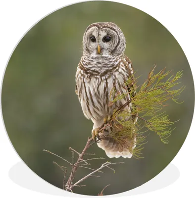 Produktbild von MuchoWow® Rundes Wandbild - Runde Bilder Eule - Vogel - Zweig Ø 60 cm Kreis Wanddekoration Kunststoff - Wandkreis - Wandschmuck - Wand Kreis - Das Schlafzimmer - Die Bilder - Wandmalerei - Kunst für das Haus - das Plastik