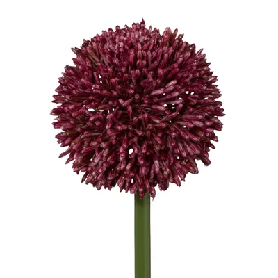Produktbild von künstliche Allium Kugelblüte rot H. 64cm Blüte D. 11cm GASPER Kunstblumen