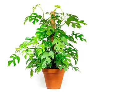 Produktbild von Gardneria Monstera minima mit Kokosfaserstütze, Durchmesser 17-19 cm