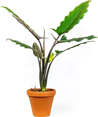Obrázek produktu pro Gardners Alocasia Lauterbachiana, průměr 19 cm