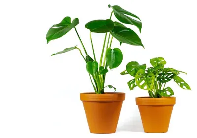 Produktbild von Gardners Set "DUO Monstera" für Pflanzen