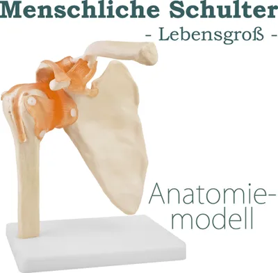 Produktbild von Anatomie Skelett Modell Menschliche Lebensgroß Anatomie Schultermodell Anatomisches Knochen Modell der Menschlichen Schulter mit Bändern Ligamenten MedMod