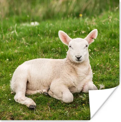 Produktbild von MuchoWow® Poster Schafe - Tiere - Lamm 100x100 cm - Babyzimmer