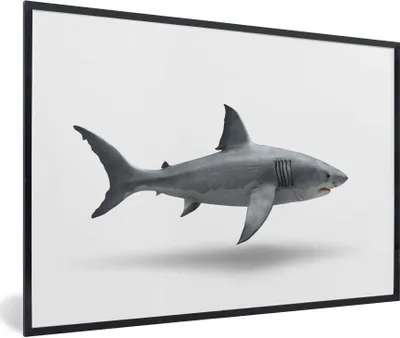 Produktbild von MuchoWow® Gerahmtes Poster Hai - Meerestiere - Weiß 30x20 cm - Poster mit Schwarzem Bilderrahmen Wandposter Rahmen Foto Bilder - Kunstdruck - Bild-Poster