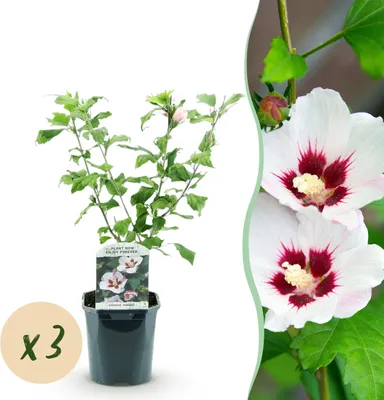 Image de Hibiscus syriacus Hamabo - Hibiscus de jardin - Rustique - Blanc - Rose - 3 Plantes - 35-45cm - Ø17cm - Plante de jardin