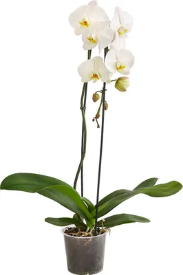Produktbild von Dehner Schmetterlingsorchidee Cascade, Phalaenopsis, eintriebig, weiße Blüten, 70-80 cm inkl. Pflanztopf, Ø Topf 15 cm, Zimmerpflanze