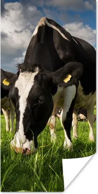 Produktbild von MuchoWow® Poster Kuh - Natur - Gras - Tiere 20x40 cm - Plakat - Foto