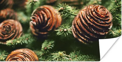 Produktbild von MuchoWow® Poster Eine Nahaufnahme von Tannenzapfen am Weihnachtsbaum 80x40 cm - Wanddeko