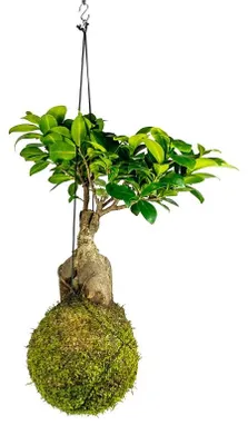 Produktbild von Gardners Kokedama-Pflanze: Ficus Microcarpa Ginseng (XL)