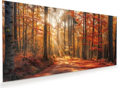 Produktbild von Glasbild 100x50cm in XXL für Wohnzimmer, Schlafzimmer Motiv Herbstlicher Waldweg