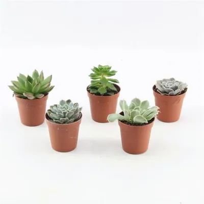 Produktbild von 20 Stück Echeverie gemischt 5,5 cm Topf -Kakteen & Sukkulenten Le