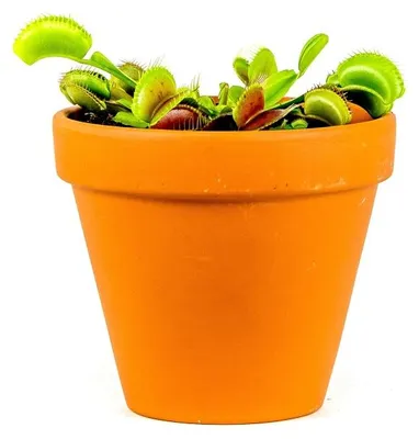 Obrázek produktu pro Gardners Dionaea, průměr 9 cm