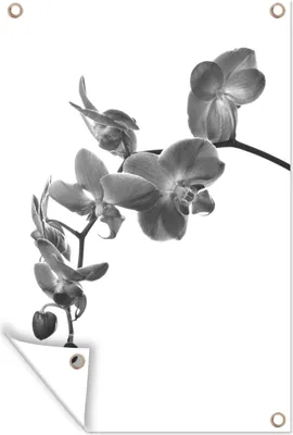 Produktbild von MuchoWow® 80x120 cm Outdoor-Poster Gartendeko Sichtschutz Garten Poster für den Garten  Orchidee vor weißem Hintergrund - schwarz und weiß