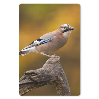 Produktbild von MuchoWow® Mauspad Mousepad Vogel - Zweig - Eichelhäher 18x27 cm - Mousepads - Maus Mat - Pad - Mausunterlage