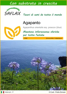 Immagine prodotto di SAFLAX  - Agapanto - 50 semi - Con substrato - Agapanthus