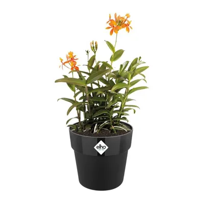 Produktbild von b.for original rund 22cm  living schwarz
