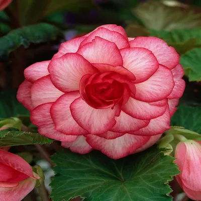 Image de Bégonia bicolore Bouton De Rose 1 pièce bégonias plants plant bulbe