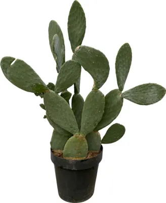 Immagine prodotto di Trendyplants - Opuntia Ficus Indica - Cactus - Altezza 130-150 cm - Dimensioni vaso Ø50cm