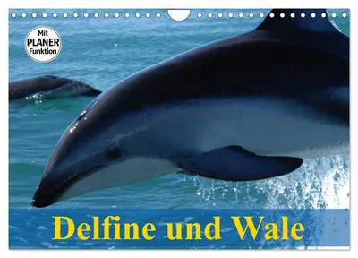 Produktbild von Delfine und Wale (Wandkalender 2027 DIN A4 quer), CALVENDO Monatskalender