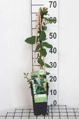 Obrázok produktu pre Lonicera jap. 'Halliana' - Zimolez japonský 50-60 cm | Kvetináč