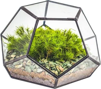 Produktbild von Glas-Terrarium - 18 x 18 x 12,5 cm - schwarz - für Fettblätter