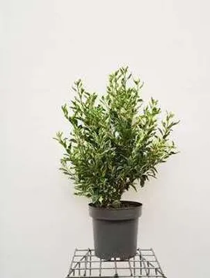 Produktbild von Prunus lusitanica 'Variegata' - Weißbunte Portugiesische Lorbeerkirsche 60- 80 cm - Container