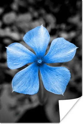 Produktbild von MuchoWow® Poster Blumen - Blau - Schwarz - Weiß 80x120 cm - Papierdruck