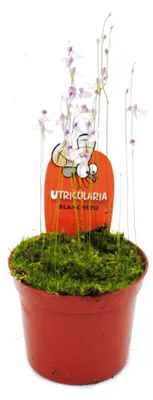 Immagine prodotto di Pianta carnivora - Utricularia blanchettii - Vaso da 9 cm - Rarità