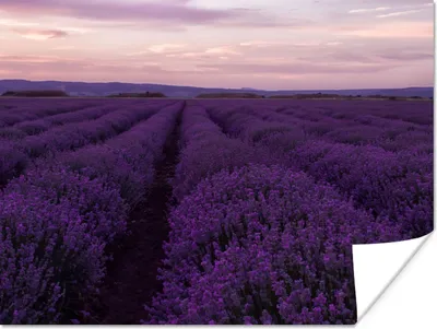 Produktbild von MuchoWow® Poster Lavendel - Lila - Blumen - Natur 120x90 cm - Wandbild